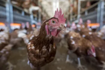 A chicken looks at the camera
