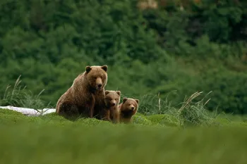 a grizzly bear mother and two cubs stand in the grass.