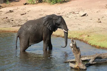 A small elephant walk out of water onto dry land.