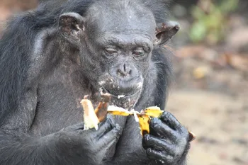 Samantha at Second Chance Chimpanzee Refuge