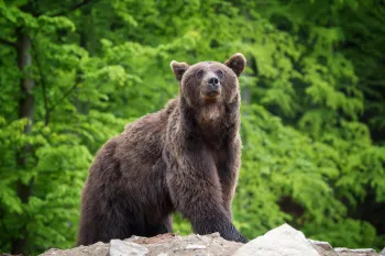 A brown bear stands atop a rock in front of a background of greenery.