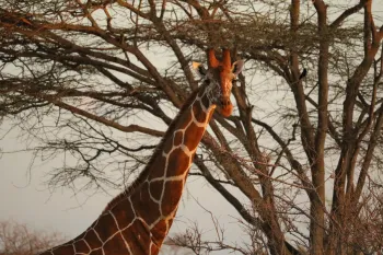 Kenya Drought Project