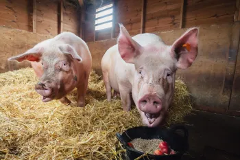 Rescue Pigs