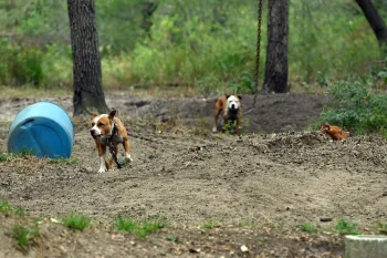 Alleged dogfighting in Florida
