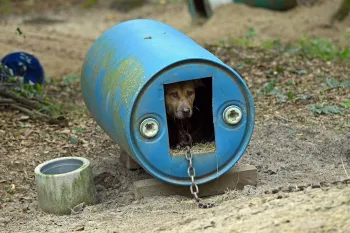 Rescued from dogfighting in Florida