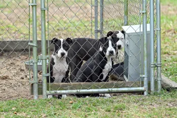 Dogs on alleged dogfighting property in Florida