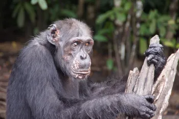 David at Second Chance Chimpanzee Refuge
