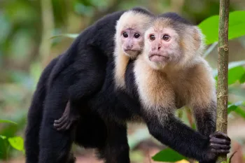 White-Faced Capuchin Monkeys, Mother and Baby in Tortuguero National Park, Costa Rica