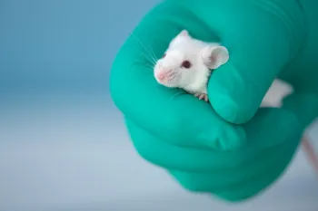 A green gloved hand holds a white laboratory mouse. 