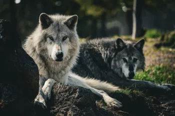 Two wolves lay in the shade and look at the viewer.