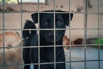 Sad dog in a cage, looking at the viewer.