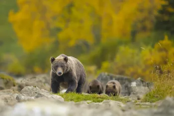 Alaskan brown bear (Ursus arctos) sow walking with her cubs in Lake Clark National Park. The setting showcases a vibrant backdrop of autumn foliage, capturing the scenic beauty of their natural habitat. A precise moment in wildlife showcasing both the animal's majesty and the park's essence.