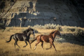 Two wild Nokota horses run freely across the grasslands of Theodore Roosevelt National Park.