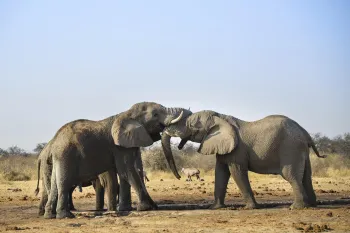 Two elephants playfully fighting in Etosha National Park, Tsumcor waterhole, Namibia