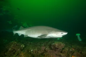 A Bluntnose Sixgill Shark swims in cloudy water.