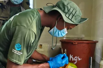 Caretakers carefully place medication inside the morning food