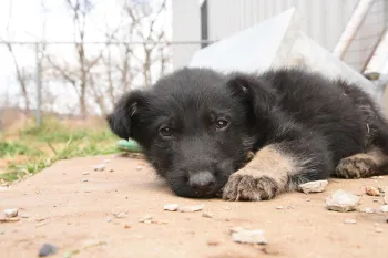 Helpless puppy from Arkansas puppy mill rescue