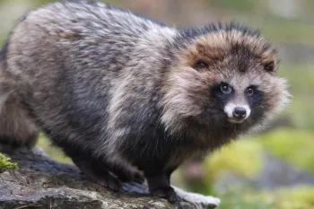 Raccoon-dog looking into camera with nature backdrop