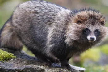 Raccoon-dog looking into camera with nature backdrop