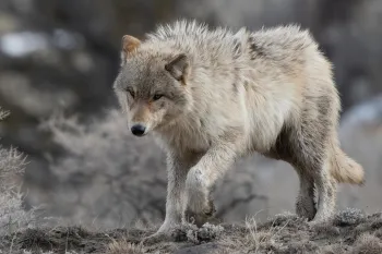 wolf with golden eyes heading down steep hill in Yellowstone