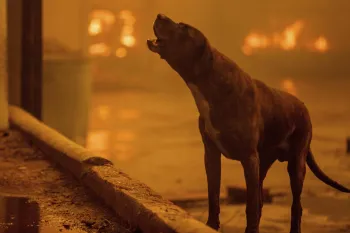 a dog amidst a fire-lit environment