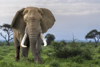 elephant standing in a lush, green savanna