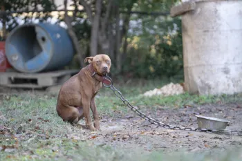 a dog on a leash on a chain