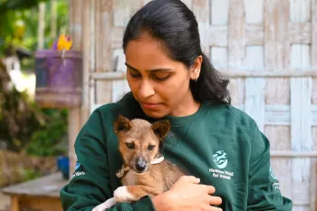 Puppies rescued from dog meat trade in Jorhat, Assam, India
