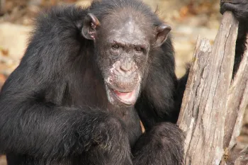 Jiminy Cricket at Second Chance Chimpanzee Refuge