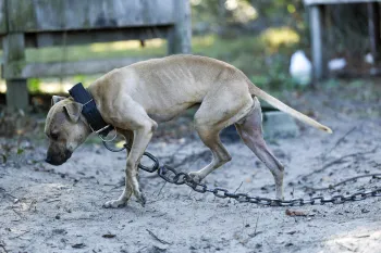 Rescued from alleged dogfighting in Florida