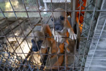 Rescued from alleged dogfighting in Florida