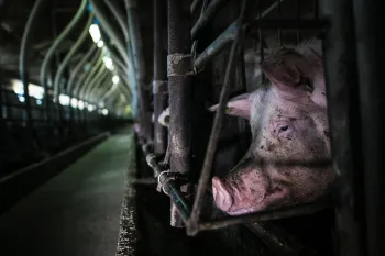 A pig in a gestation crate