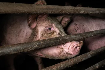 Pig on a factory farm