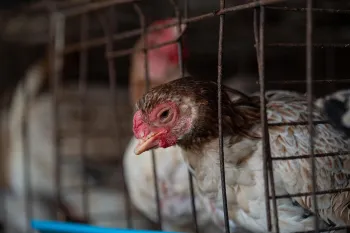 Sad chicken in a battery cage