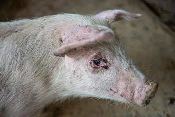 Pig on a factory farm