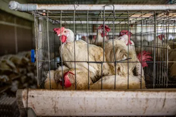 Chickens in a battery cage in India
