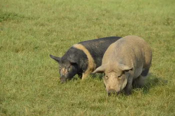 Pigs grazing in the sunshine