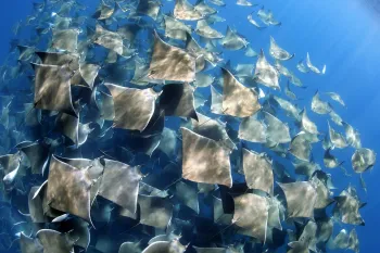 Reel fish- Vanessa Mignon