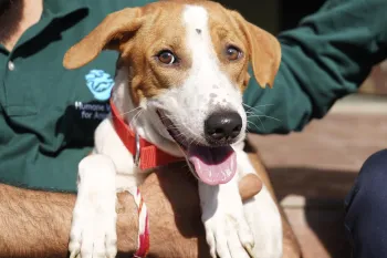 Dog looking straight ahead while being held by a human