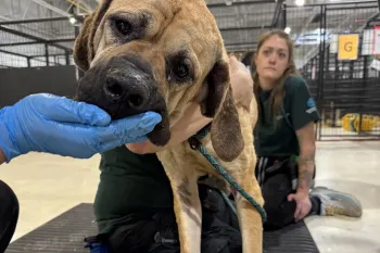 A dog being hand fed
