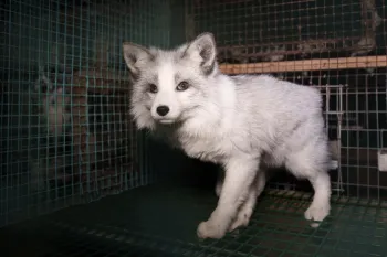 a white and grey fox in a cage