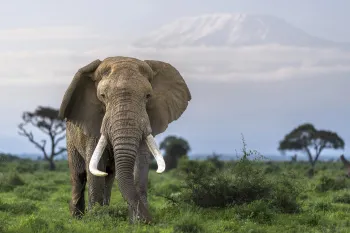 An African elephant with large tusks grazes in Amboseli National Park, Kenya with Mt Kilimanjaro on the horizon.