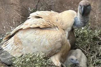 An adult Cape Vulture hovers over a young chick at Vulpro's dedicated breeding facilities at Shamwari Private Game Reserve.