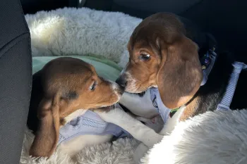 Two beagle puppies touch noses in the back of a car after being rescued from a research laboratory