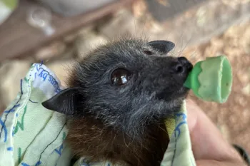 Humane World for Animals in Australia responds to Victoria wildfires