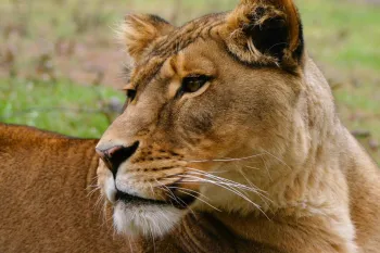 Close-up of a lioness lying down