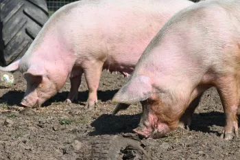 Rescued UK pigs Hope and Blossom
