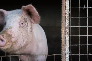 A pig behind bars