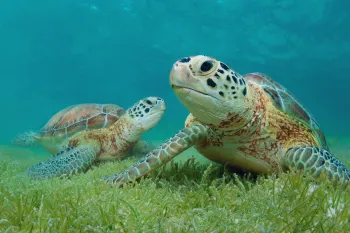 Two green sea turtle underwater with sea grass in Akumal, Yucatan, Mexico.