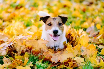 Happy dog lying down in colorful autumn fallen leaves